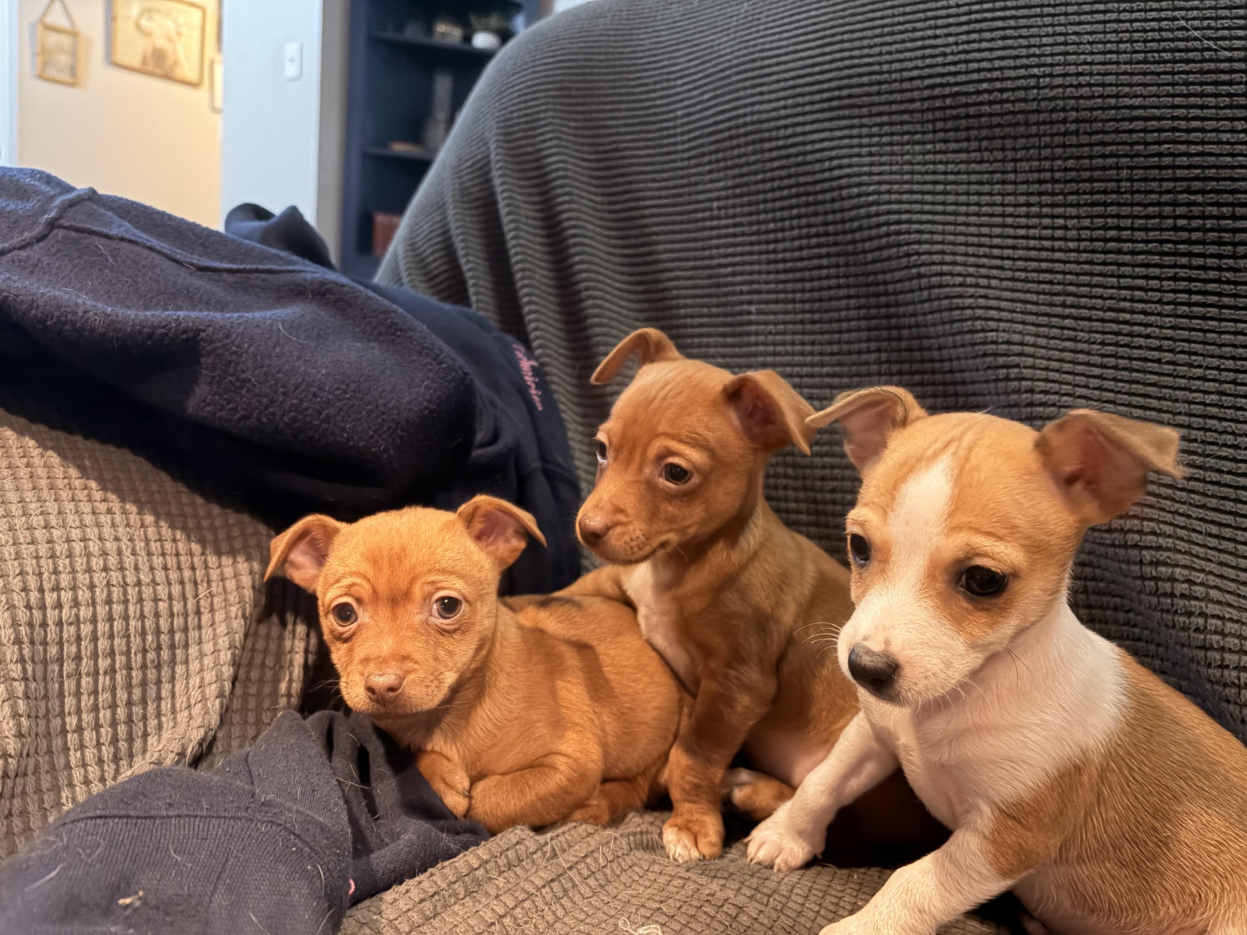 Enlarge Ruby, a ADOPTABLE mixed breed in Byron, IL image 2/5