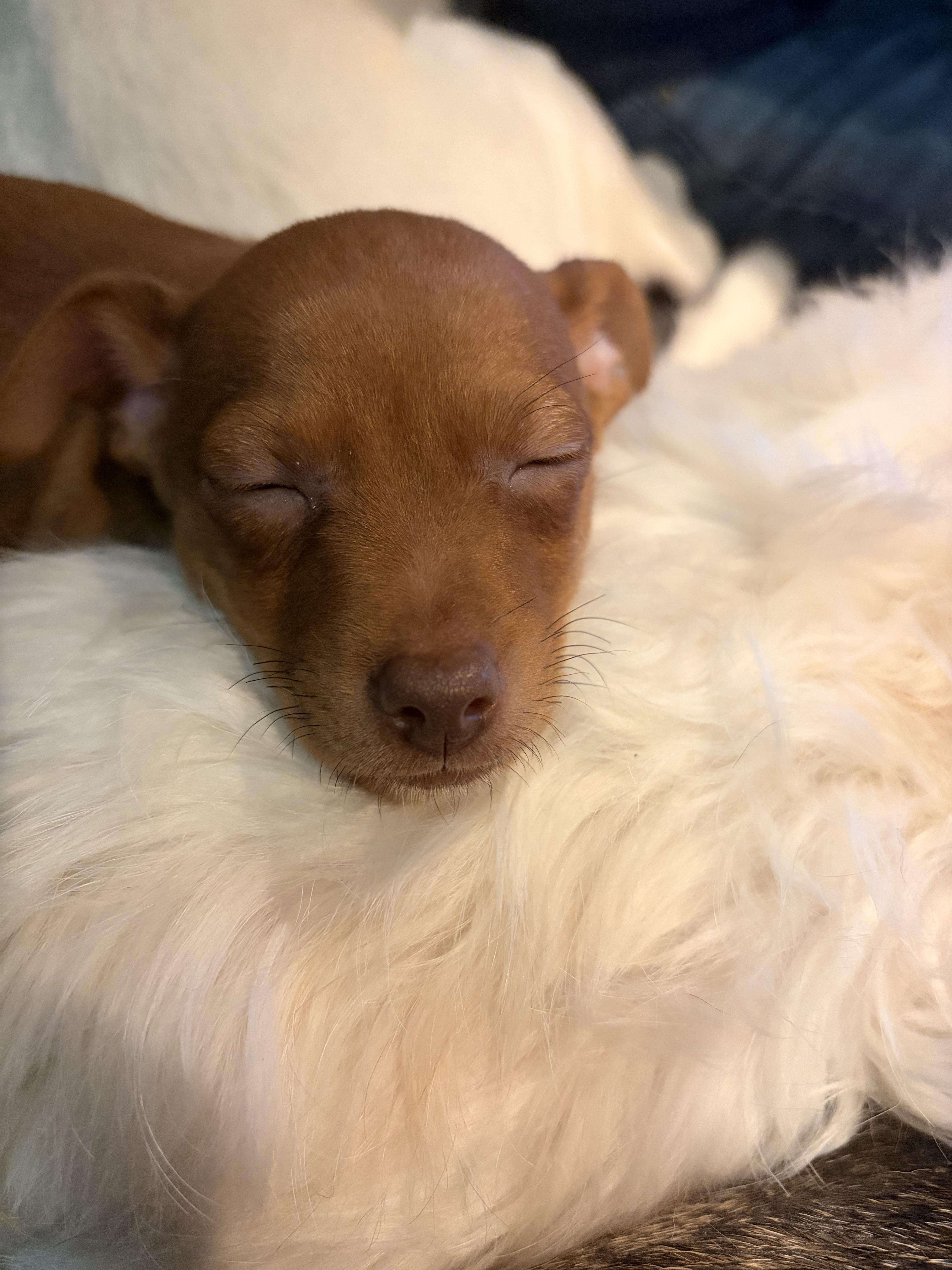 Enlarge Ruby, a ADOPTABLE mixed breed in Byron, IL image 3/5