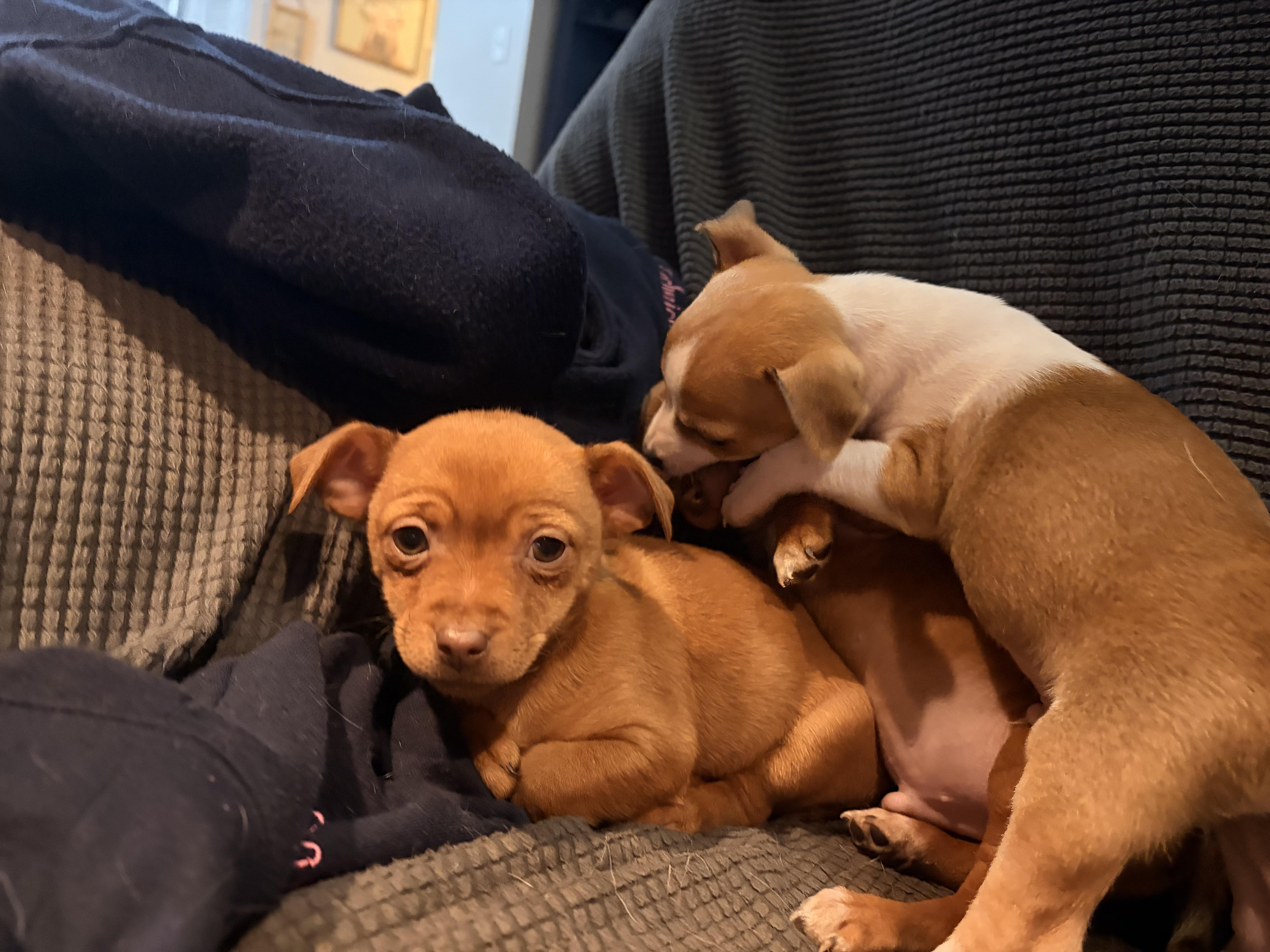 Enlarge Ruby, a ADOPTABLE mixed breed in Byron, IL image 4/5