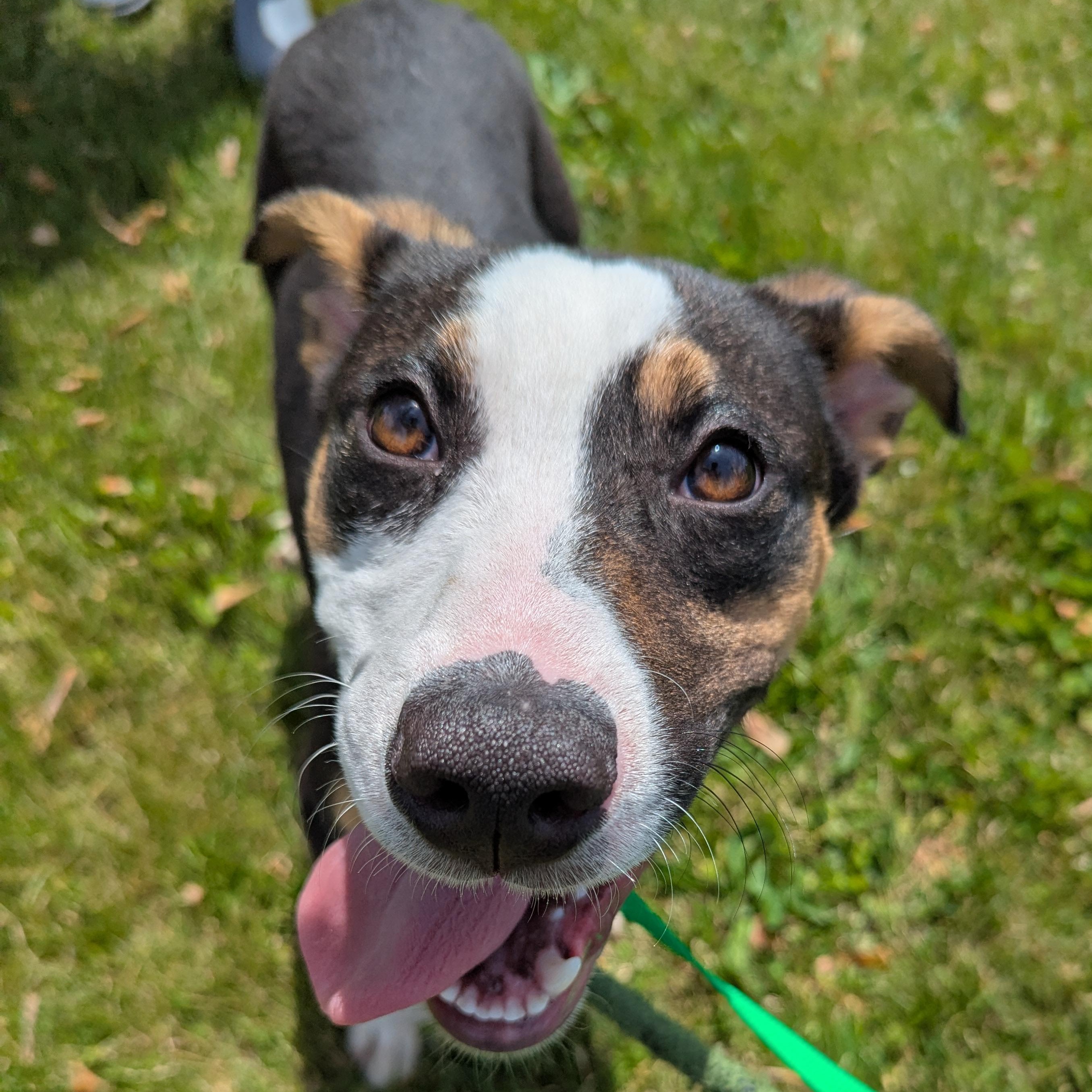 Dash, a Adoptable mixed breed in Valparaiso, IN image 2/2