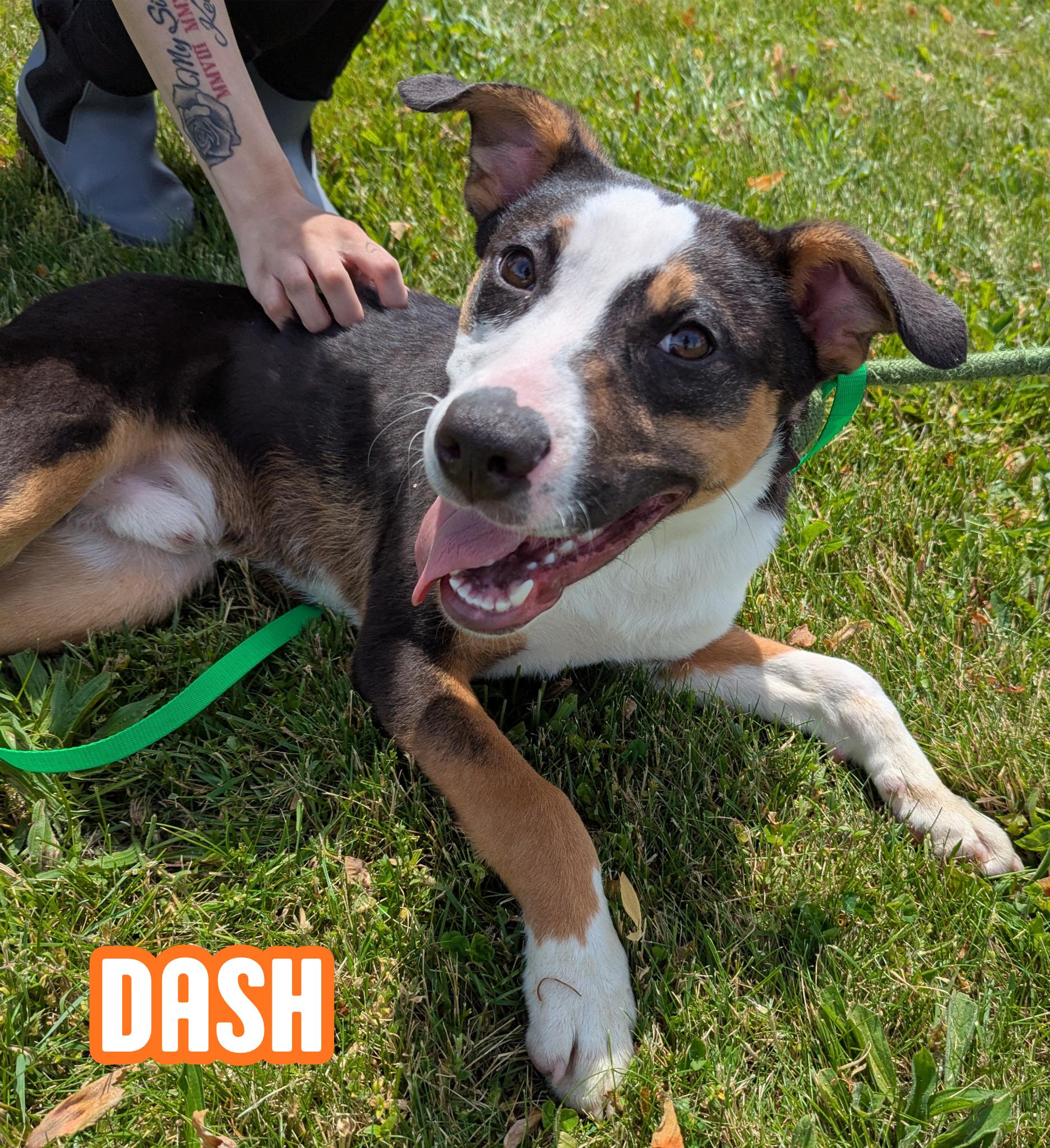 Dash, a Adoptable mixed breed in Valparaiso, IN image 1/2
