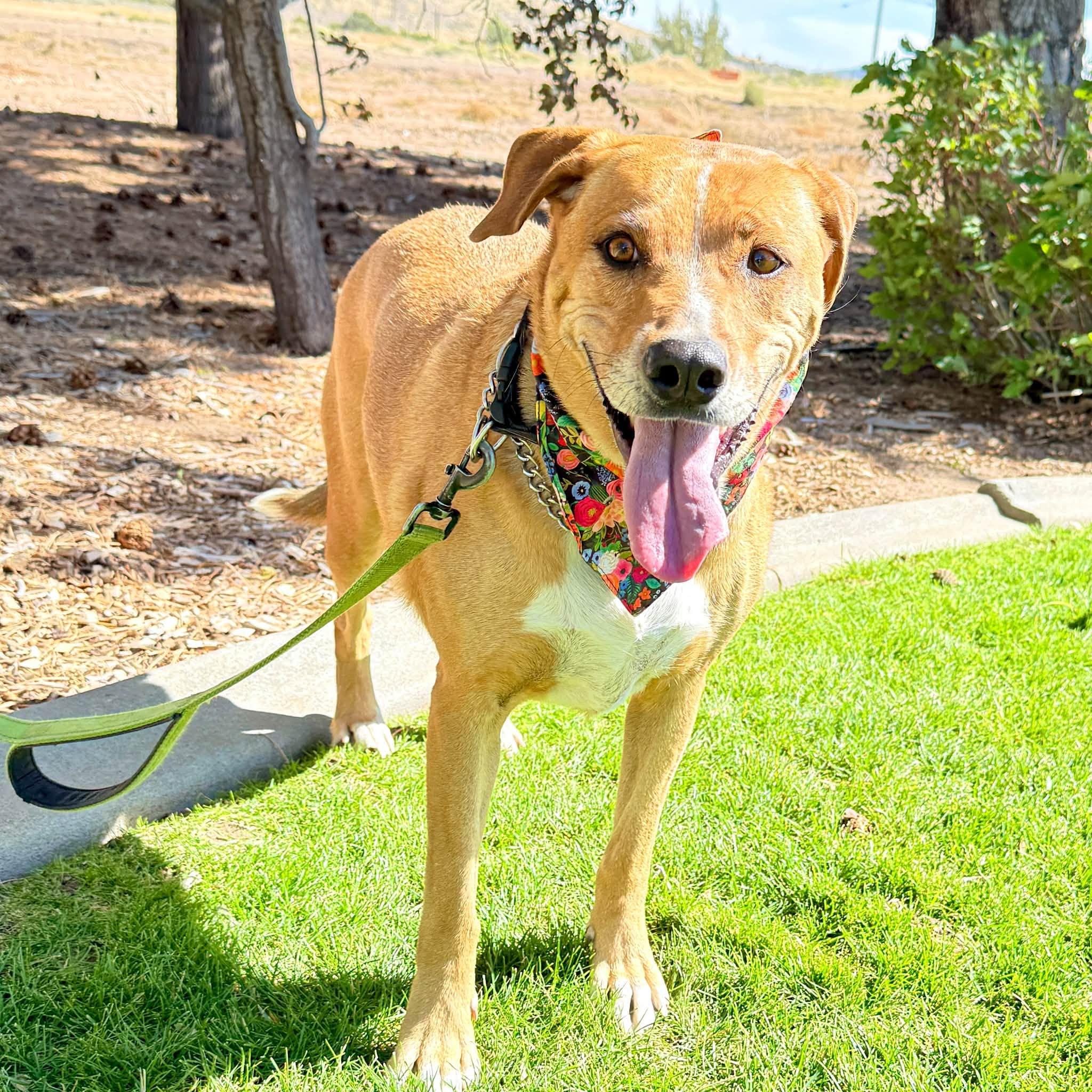 Enlarge Tater, a Adopted mixed breed in Gardnerville, NV image 1/1