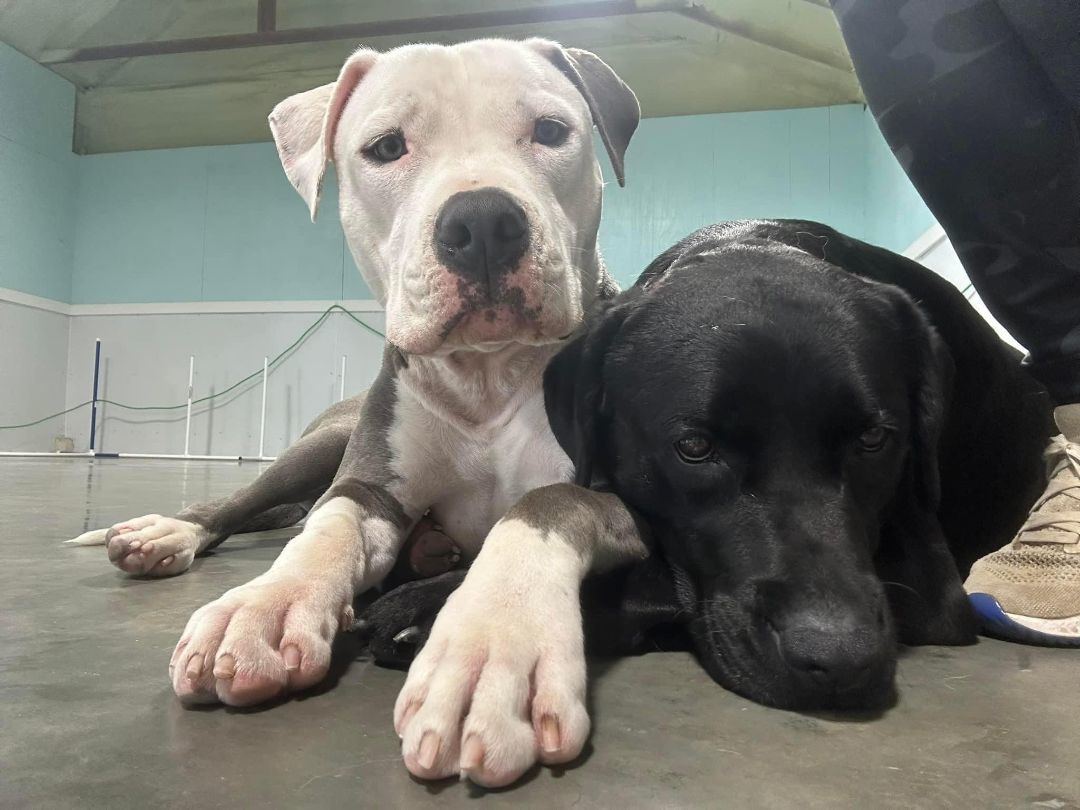 Romeo, a Adoptable Pit Bull Terrier in Cedar Rapids, IA image 2/6