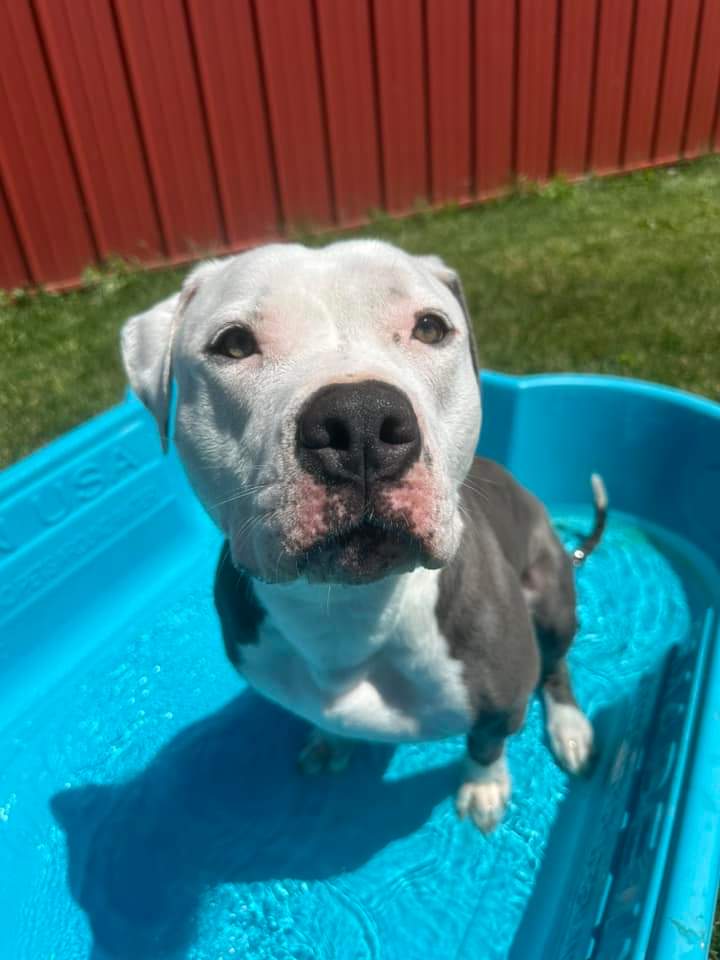 Romeo, a Adoptable Pit Bull Terrier in Cedar Rapids, IA image 5/6