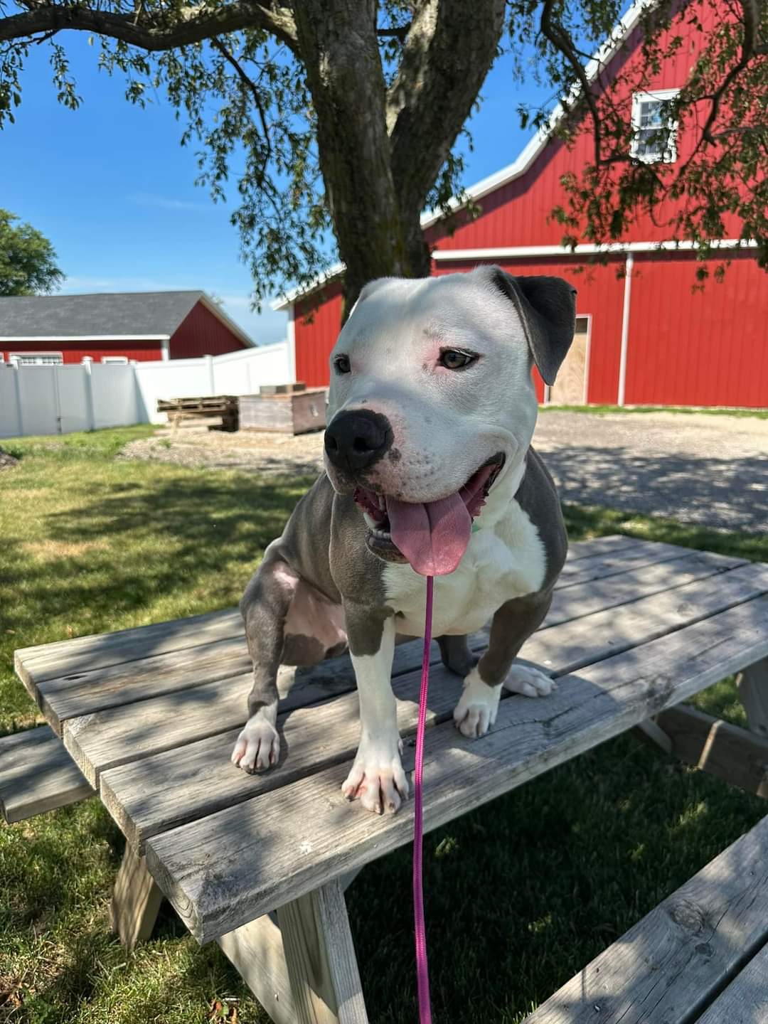 Romeo, a Adoptable Pit Bull Terrier in Cedar Rapids, IA image 4/6