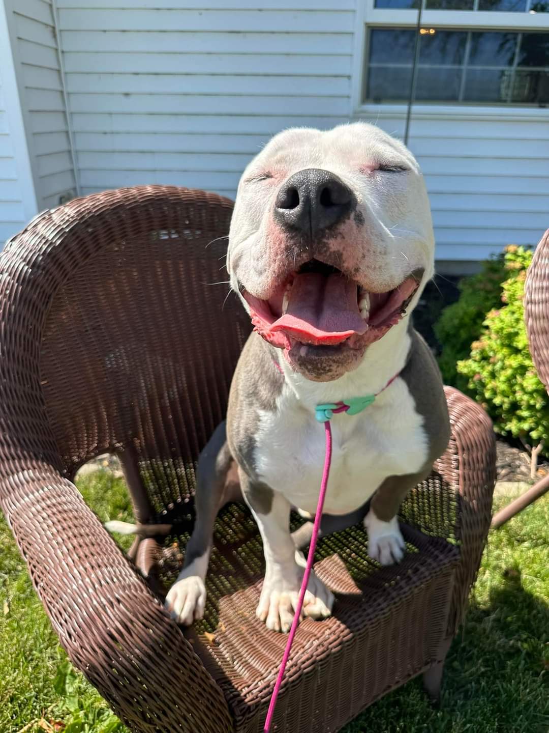 Romeo, a Adoptable Pit Bull Terrier in Cedar Rapids, IA image 6/6