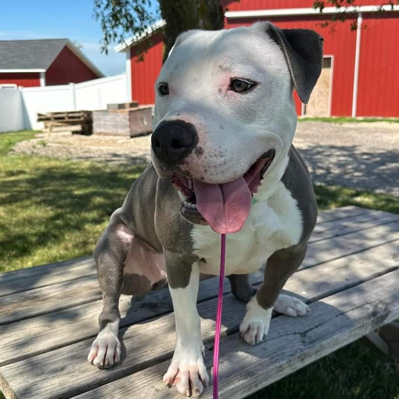 Romeo, a Adoptable Pit Bull Terrier in Cedar Rapids, IA image 1/6