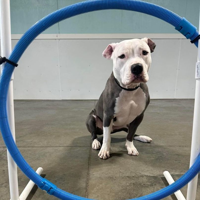 Romeo, a Adoptable Pit Bull Terrier in Cedar Rapids, IA image 3/6