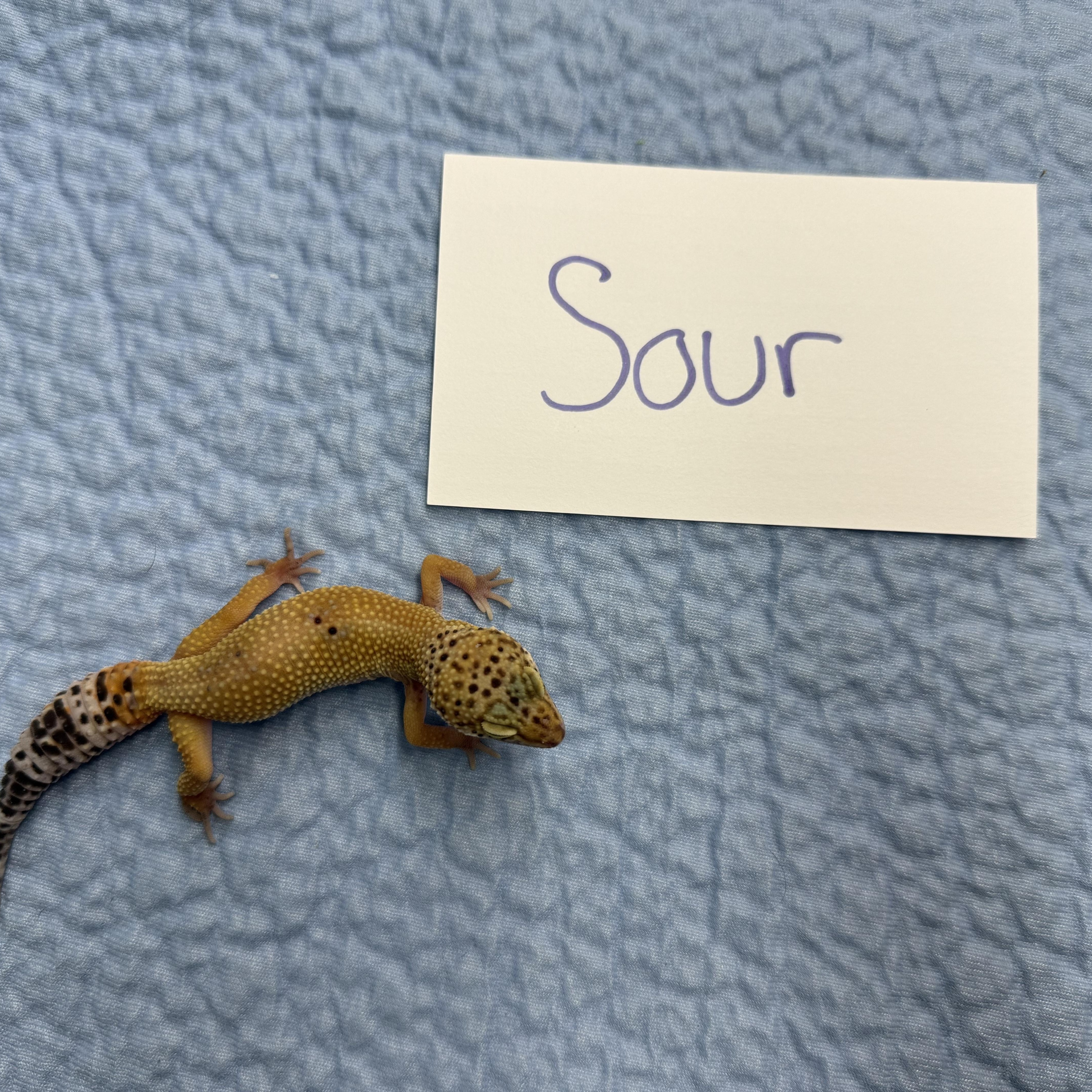 Sour, a Adoptable Gecko in Tacoma, WA image 1/5