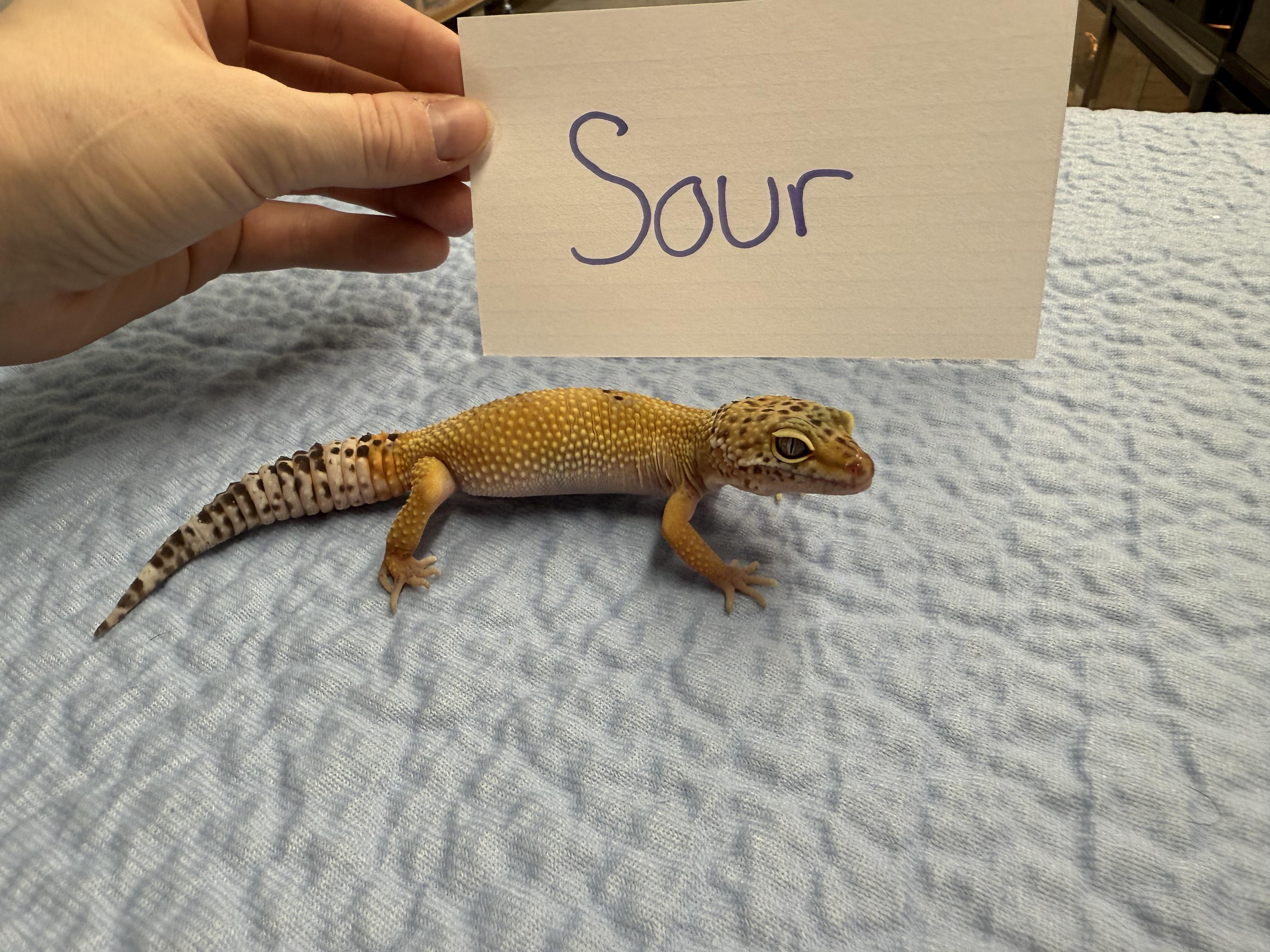 Sour, a Adoptable Gecko in Tacoma, WA image 2/5