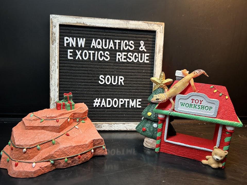 Sour, a Adoptable Gecko in Tacoma, WA image 3/5