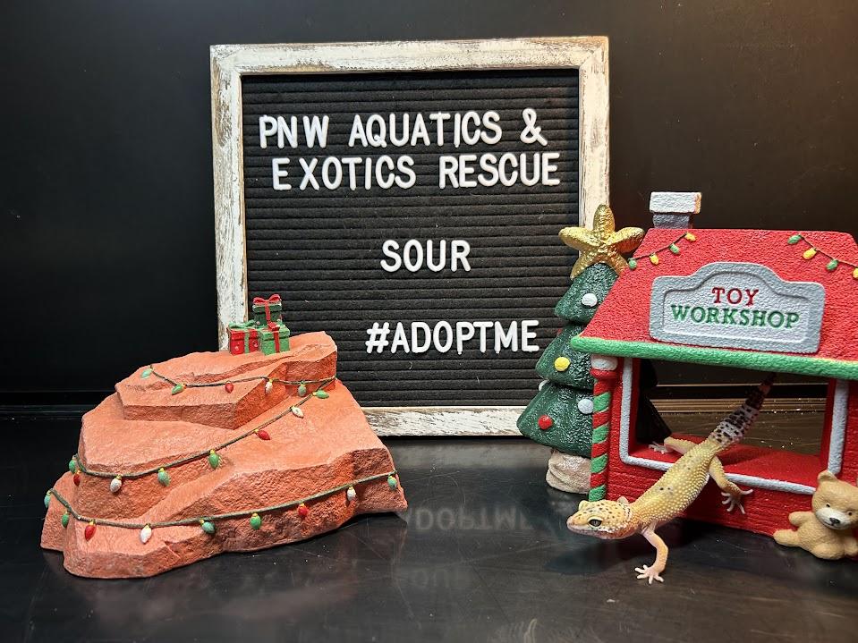 Sour, a Adoptable Gecko in Tacoma, WA image 4/5