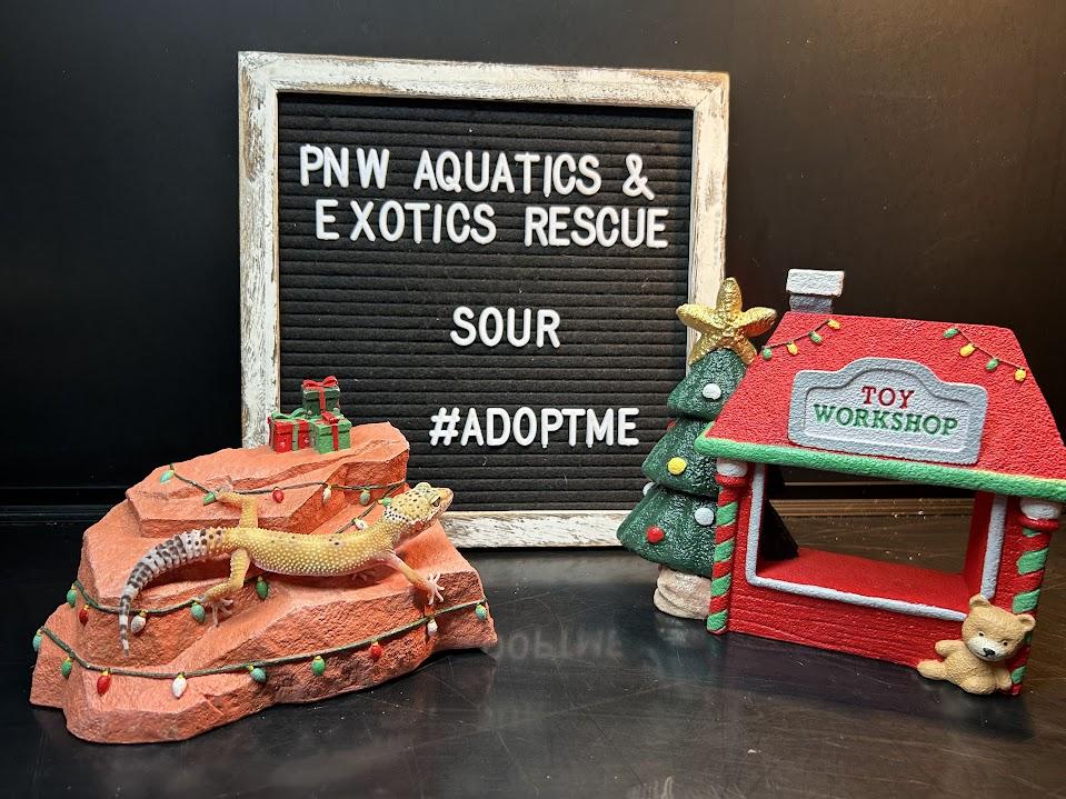 Sour, a Adoptable Gecko in Tacoma, WA image 5/5