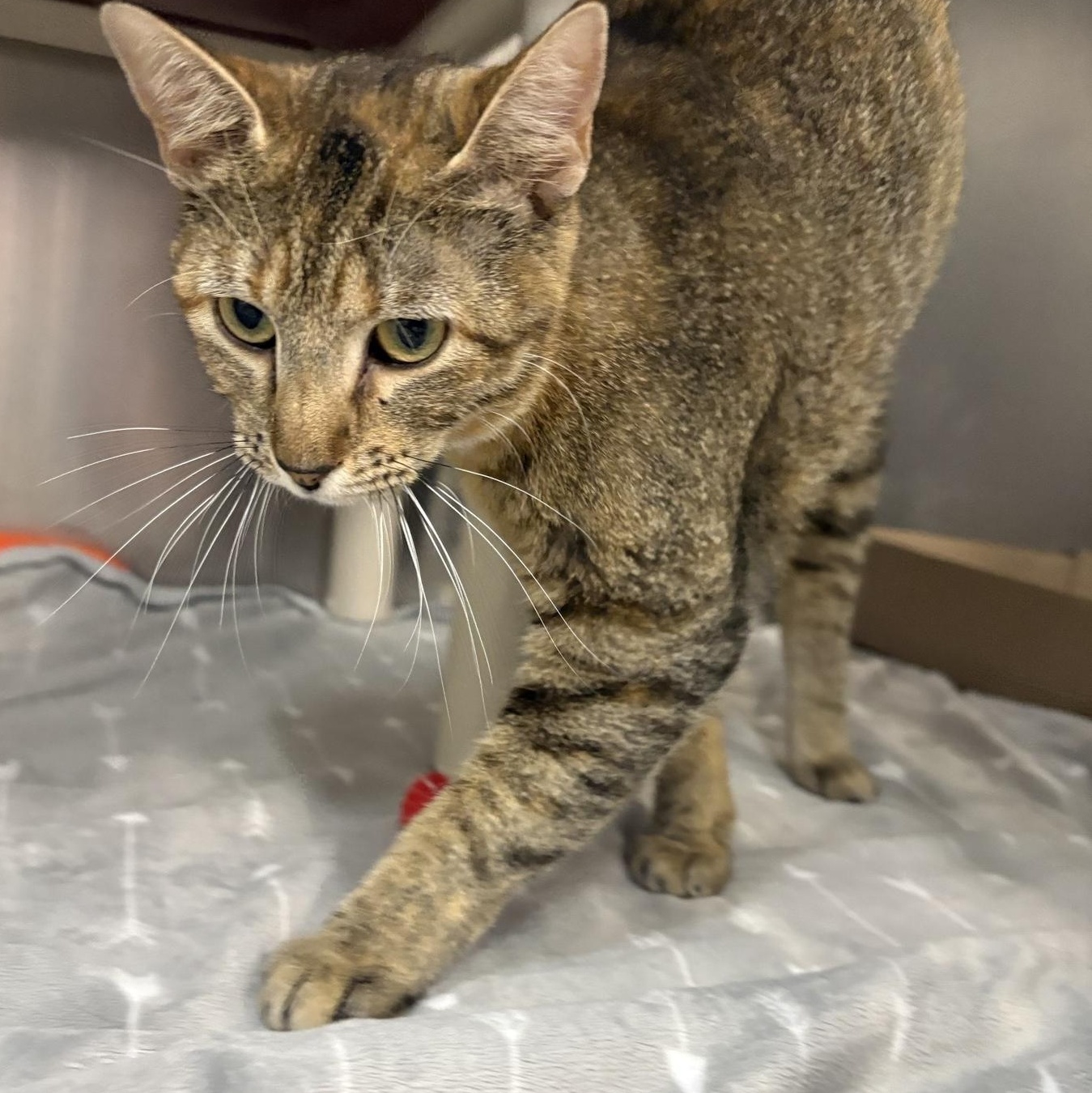 Tammy Lynn, a ADOPTABLE Domestic Short Hair in Saint Charles, MO image 2/3