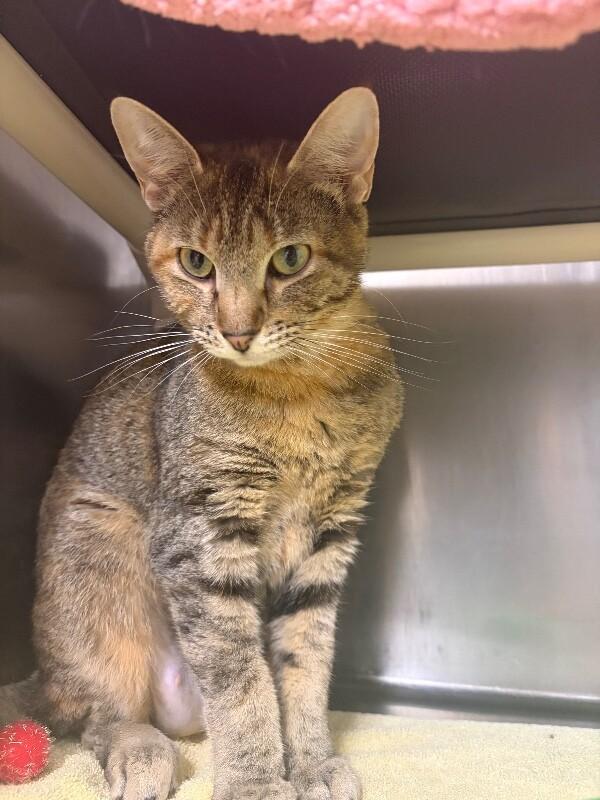Tammy Lynn, ADOPTABLE, Young Female Domestic Short Hair.