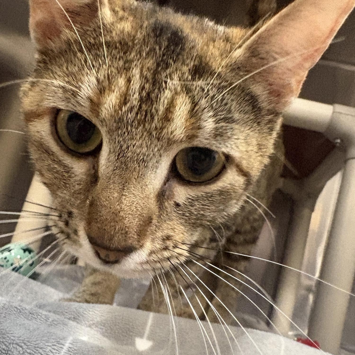 Tammy Lynn, a ADOPTABLE Domestic Short Hair in Saint Charles, MO image 3/3