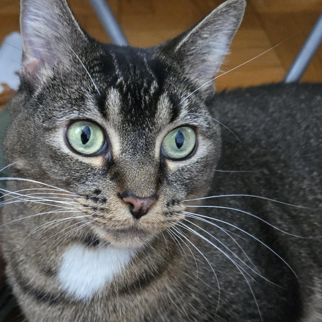 Bebe, Adoptable, Adult Female Domestic Short Hair & Mixed Breed.