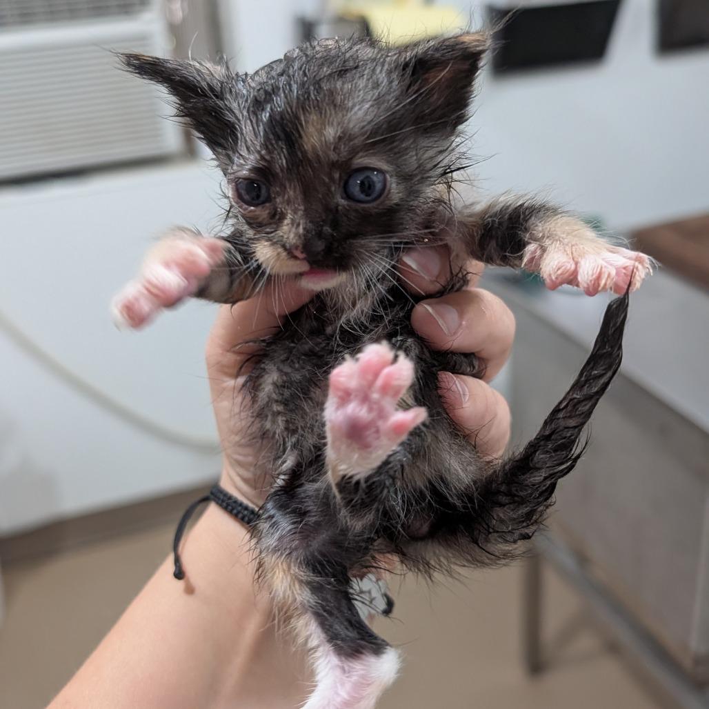 Miny, Adoptable, Kitten Male Domestic Long Hair.