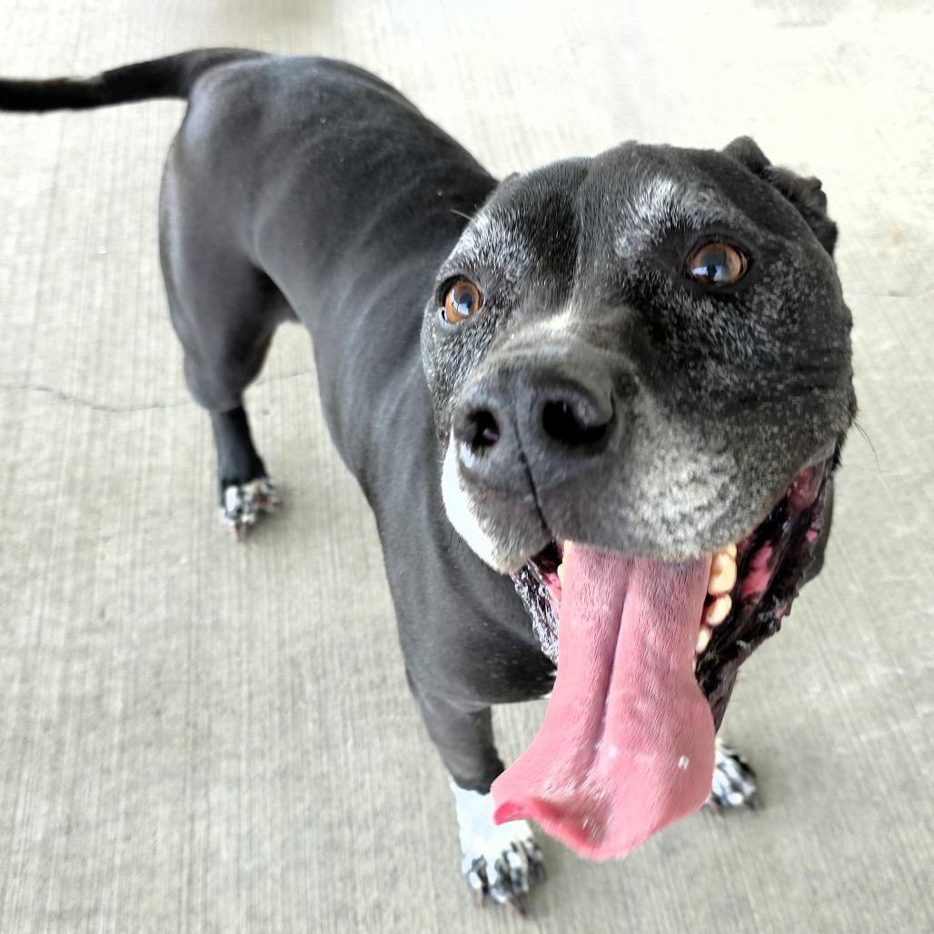 Enlarge Maverick, a Adoptable Pit Bull Terrier in Michigan City, IN image 1/6