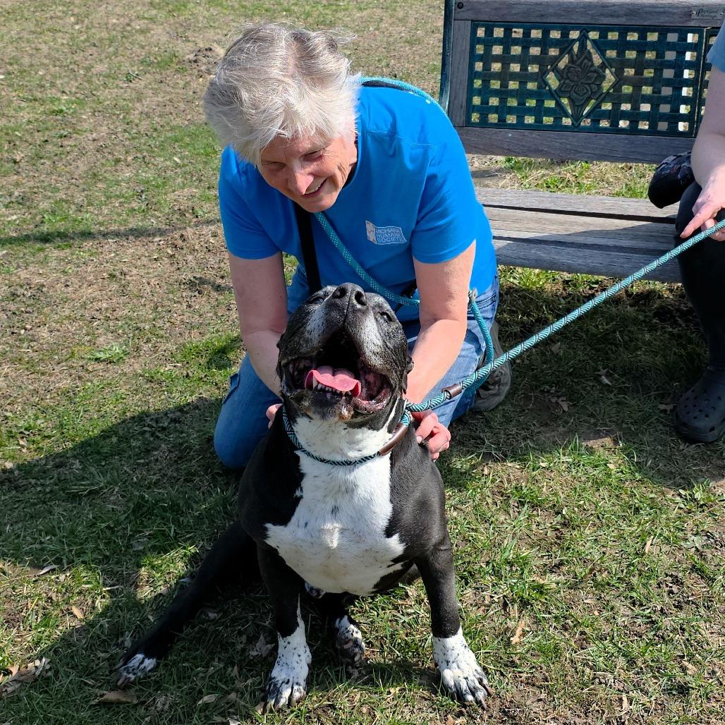 Enlarge Maverick, a Adoptable Pit Bull Terrier in Michigan City, IN image 2/6
