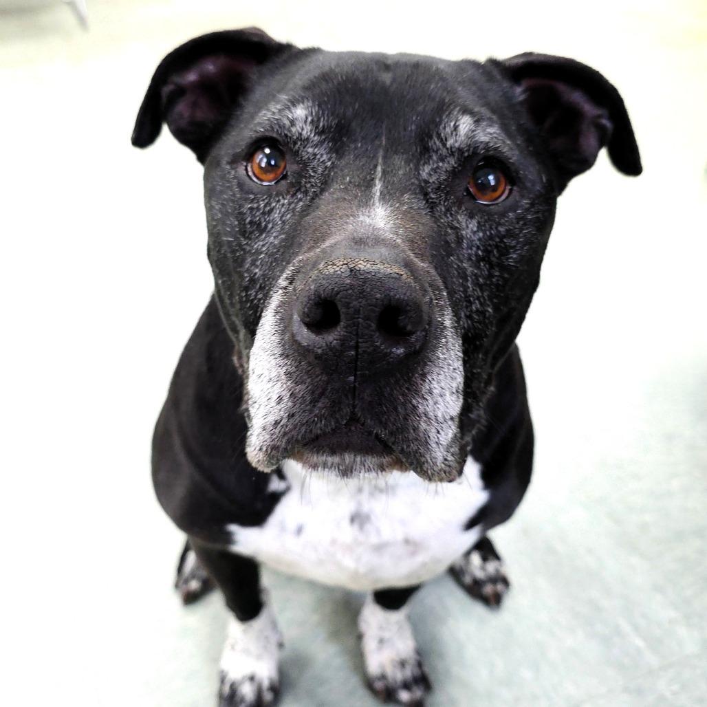 Enlarge Maverick, a Adoptable Pit Bull Terrier in Michigan City, IN image 3/6