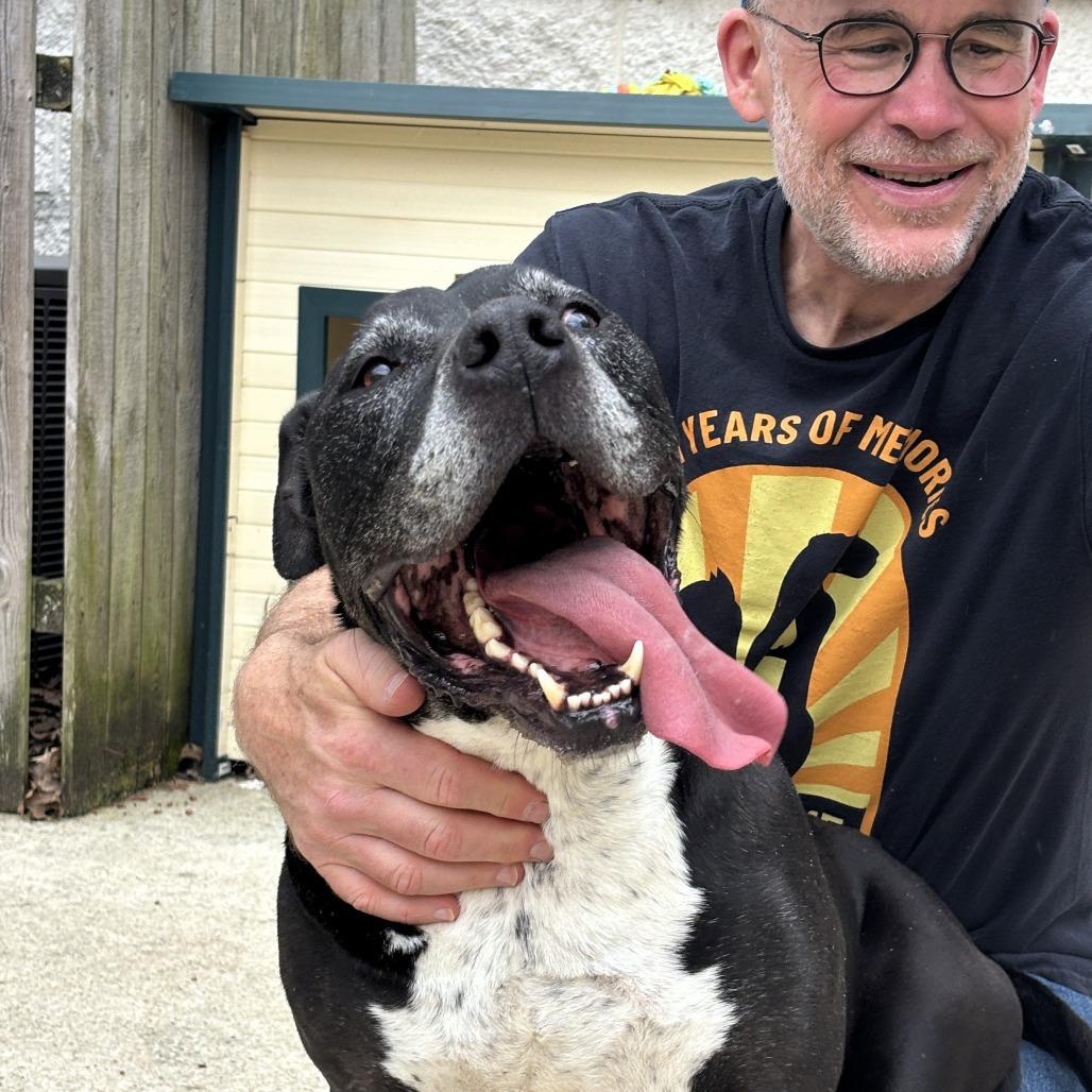 Enlarge Maverick, a Adoptable Pit Bull Terrier in Michigan City, IN image 4/6