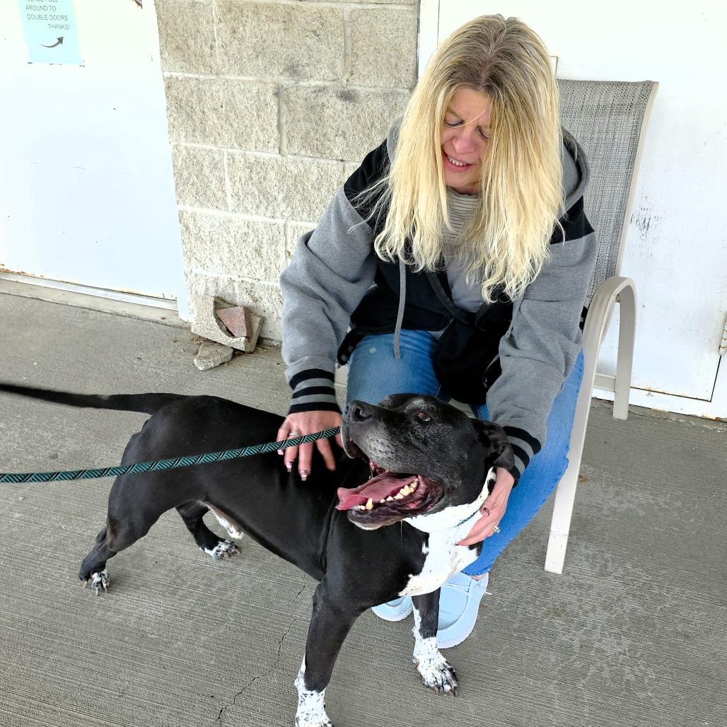 Enlarge Maverick, a Adoptable Pit Bull Terrier in Michigan City, IN image 5/6