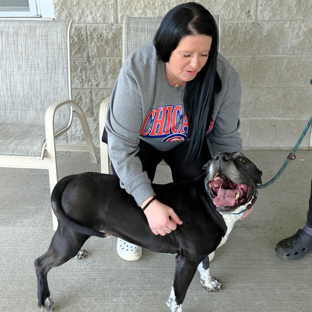 Enlarge Maverick, a Adoptable Pit Bull Terrier in Michigan City, IN image 6/6