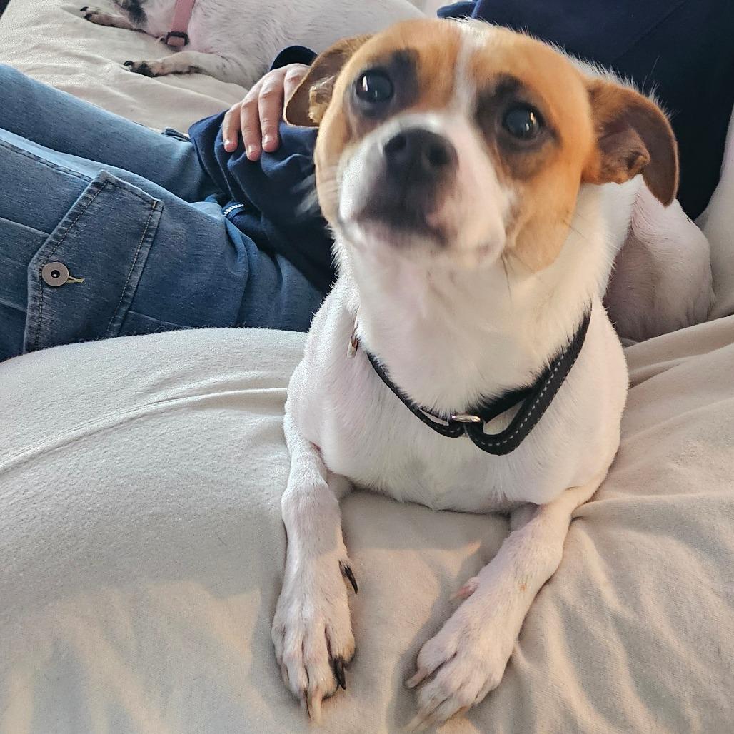 Blake, Adoptable, Young Male Basenji & Chihuahua.