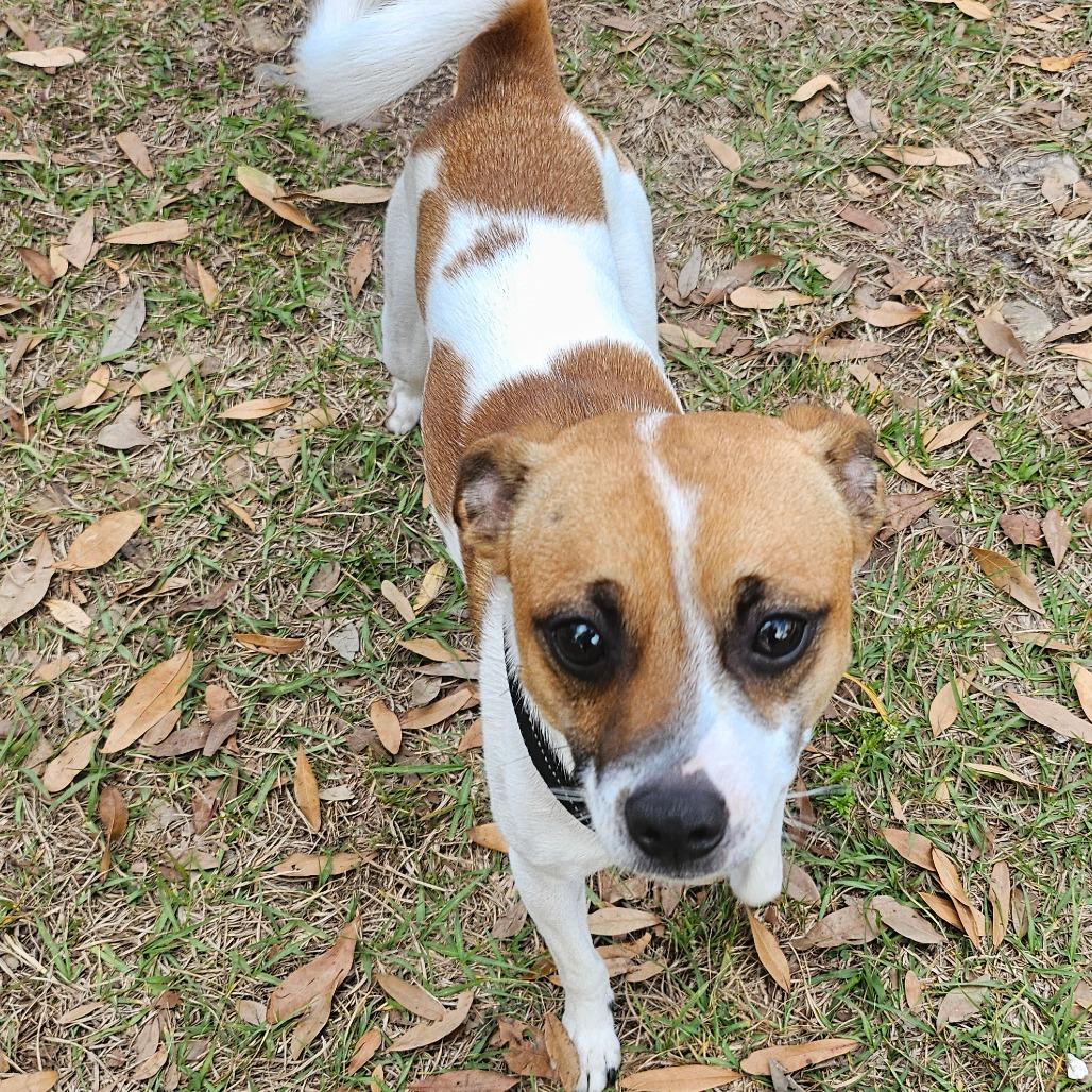 Enlarge Blake, a Adoptable mixed breed in Sarasota, FL image 3/6