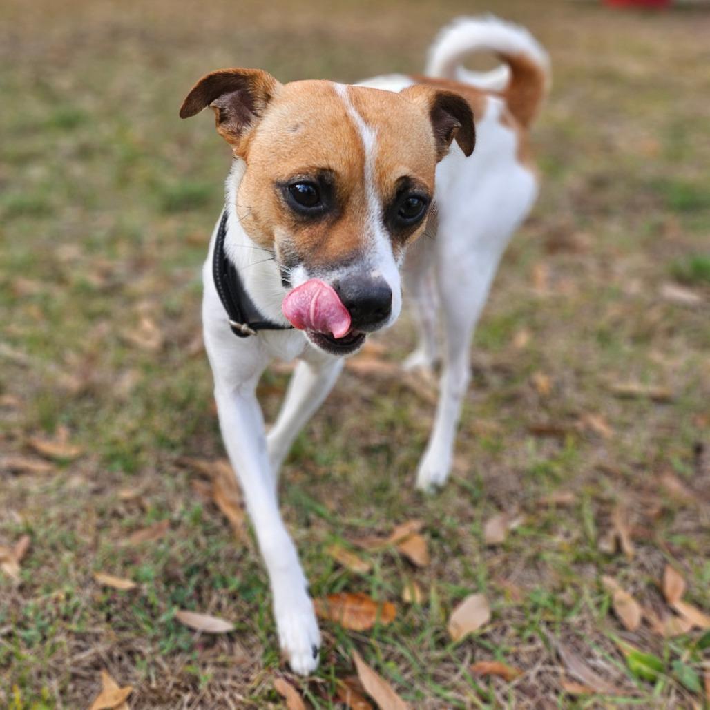 Enlarge Blake, a Adoptable mixed breed in Sarasota, FL image 4/6
