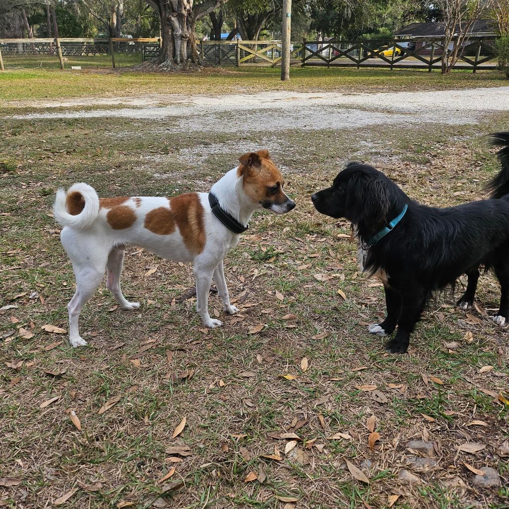 Enlarge Blake, a Adoptable mixed breed in Sarasota, FL image 5/6