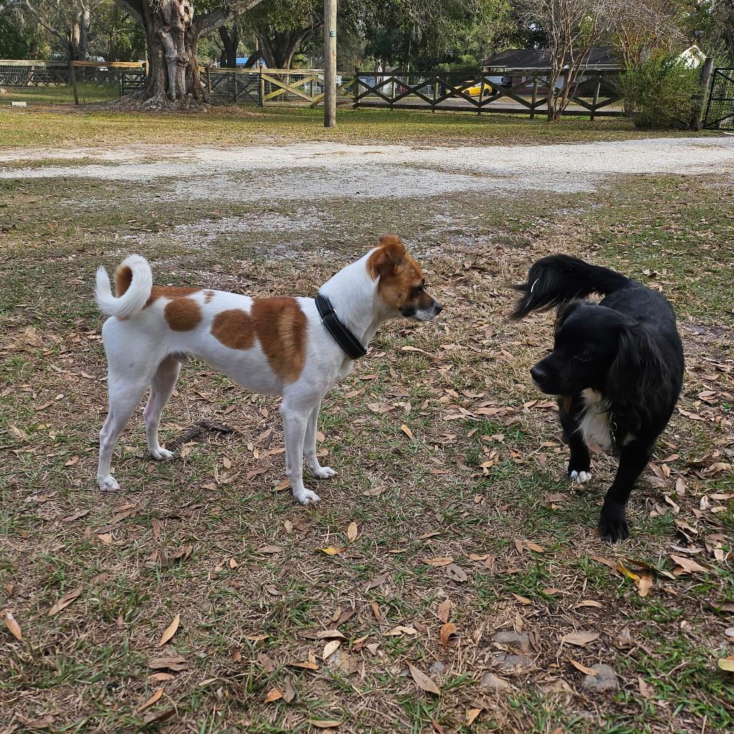 Enlarge Blake, a Adoptable mixed breed in Sarasota, FL image 6/6