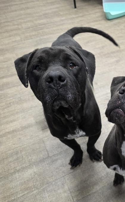 Barney Rubble, Adoptable, Adult Male Mixed Breed & Mixed Breed.