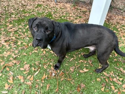 Enlarge Barney Rubble, a Adoptable Retriever in Gainesville, FL image 1/1