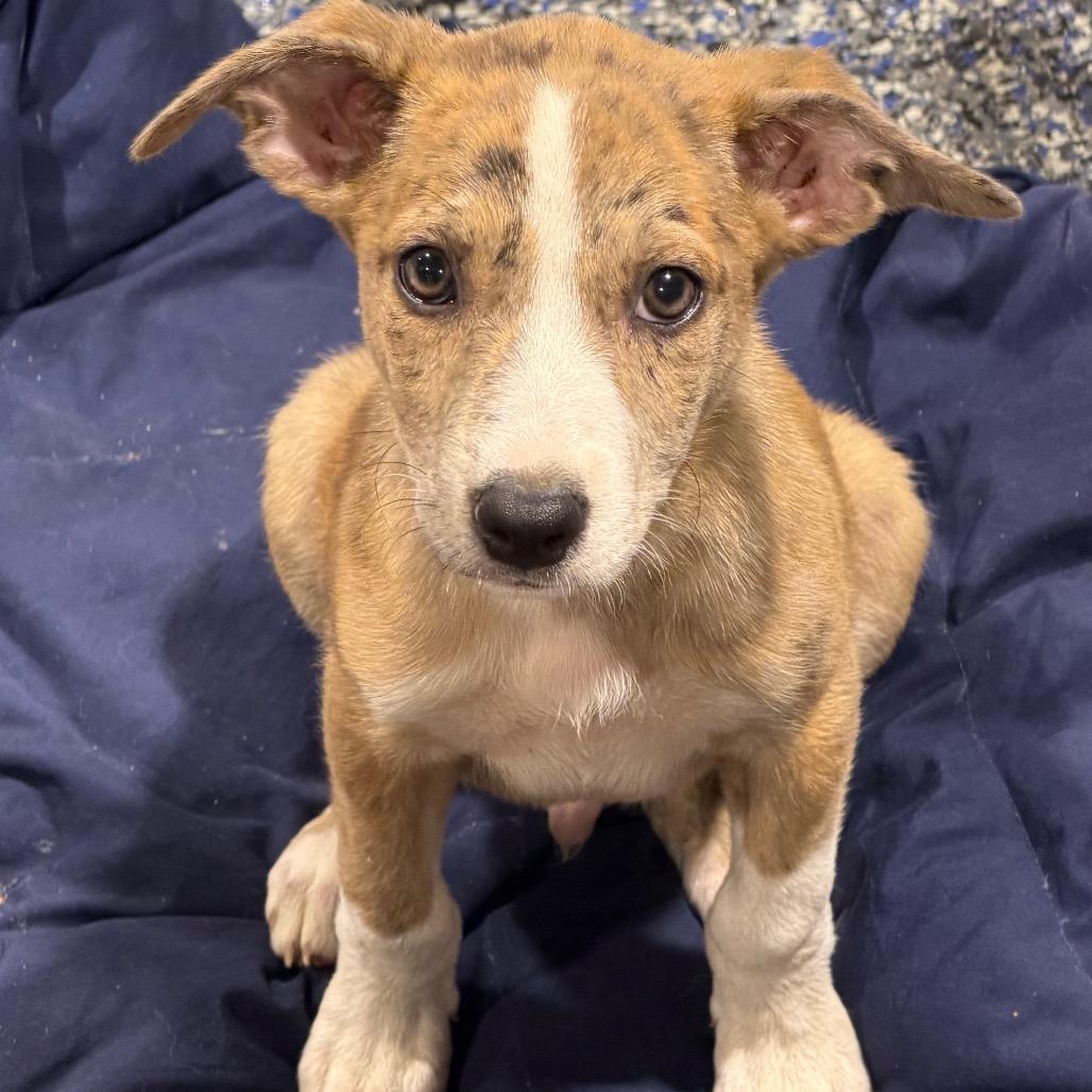 Petri, Adoptable, Puppy Male Australian Shepherd & Boxer.