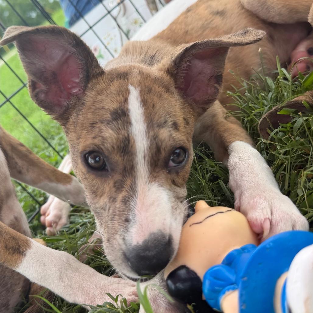 Enlarge Petri, a Adoptable mixed breed in Duck River, TN image 2/2