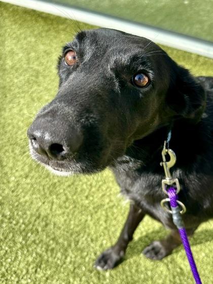 Enlarge Shadow, a Adoptable mixed breed in Wichita, KS image 2/3