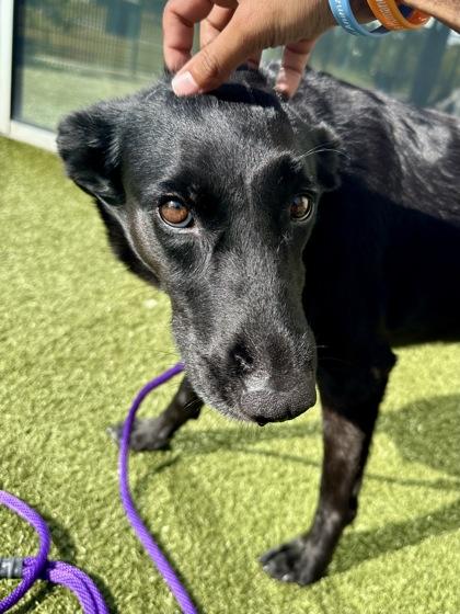 Enlarge Shadow, a Adoptable mixed breed in Wichita, KS image 3/3