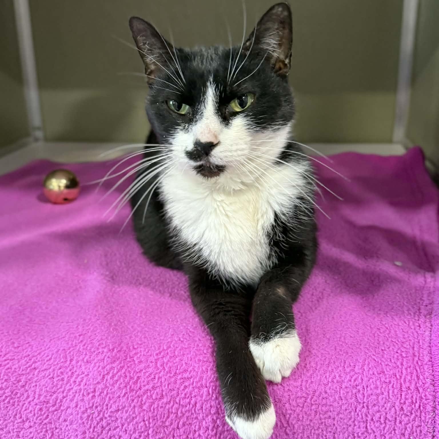 Enlarge Lorain, a ADOPTABLE mixed breed in Penn Yan, NY image 4/6