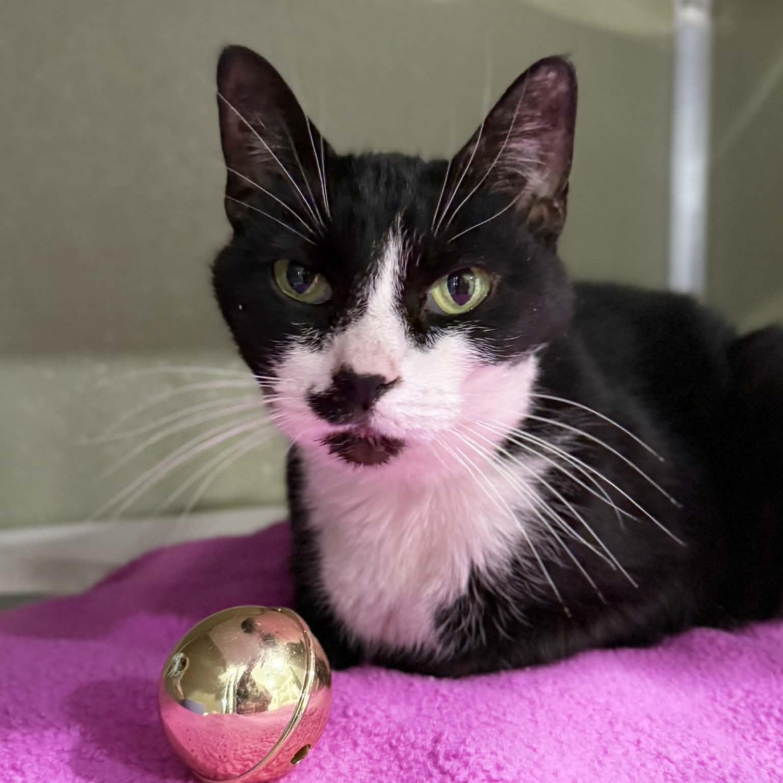 Enlarge Lorain, a ADOPTABLE mixed breed in Penn Yan, NY image 6/6