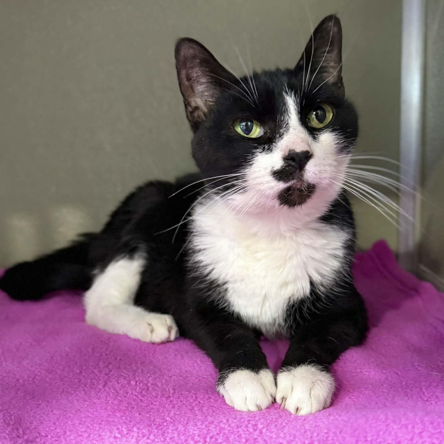 Lorain, ADOPTABLE, Adult Female Domestic Short Hair & Tuxedo.