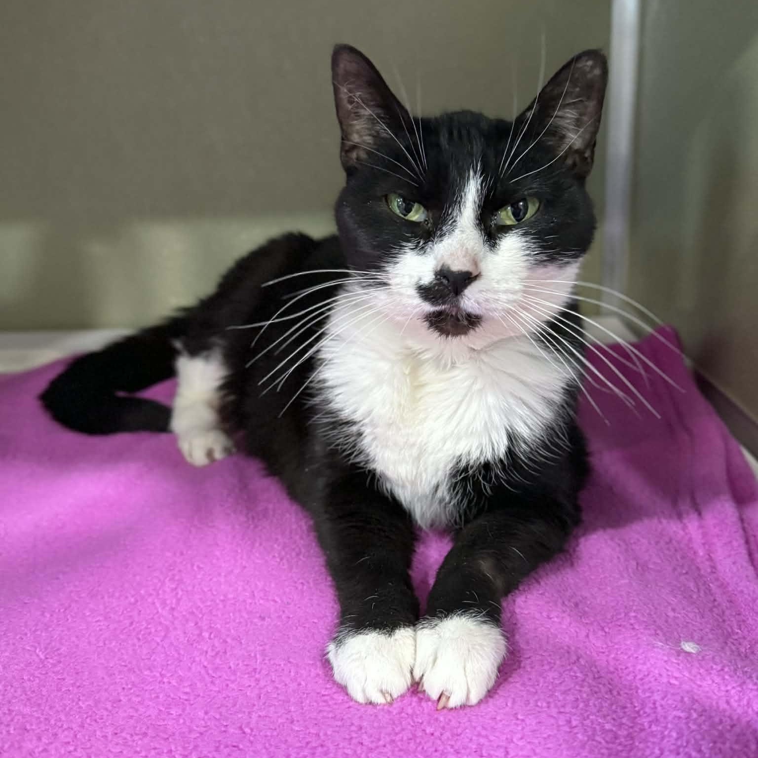 Enlarge Lorain, a ADOPTABLE mixed breed in Penn Yan, NY image 5/6