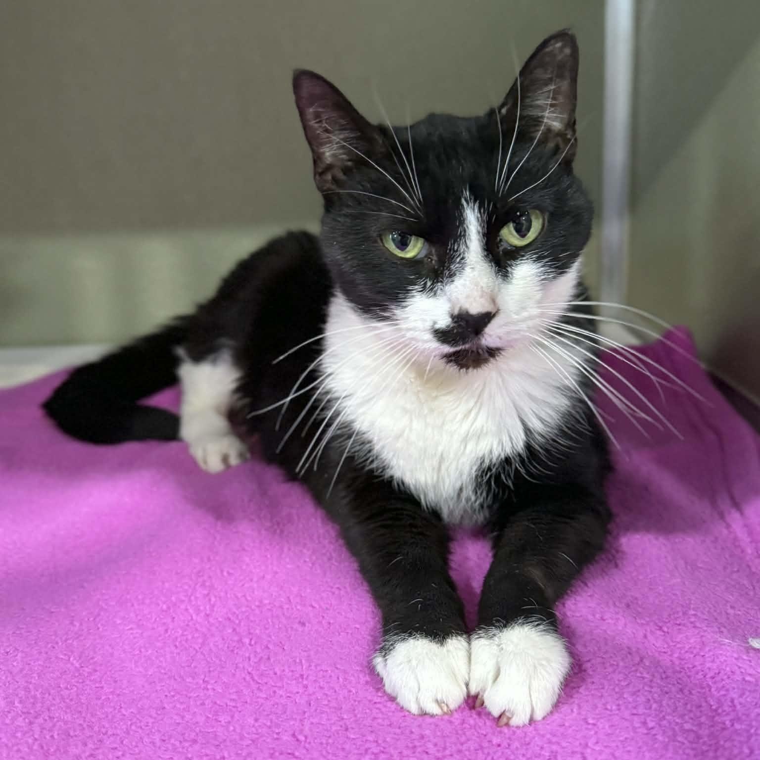 Enlarge Lorain, a ADOPTABLE mixed breed in Penn Yan, NY image 2/6