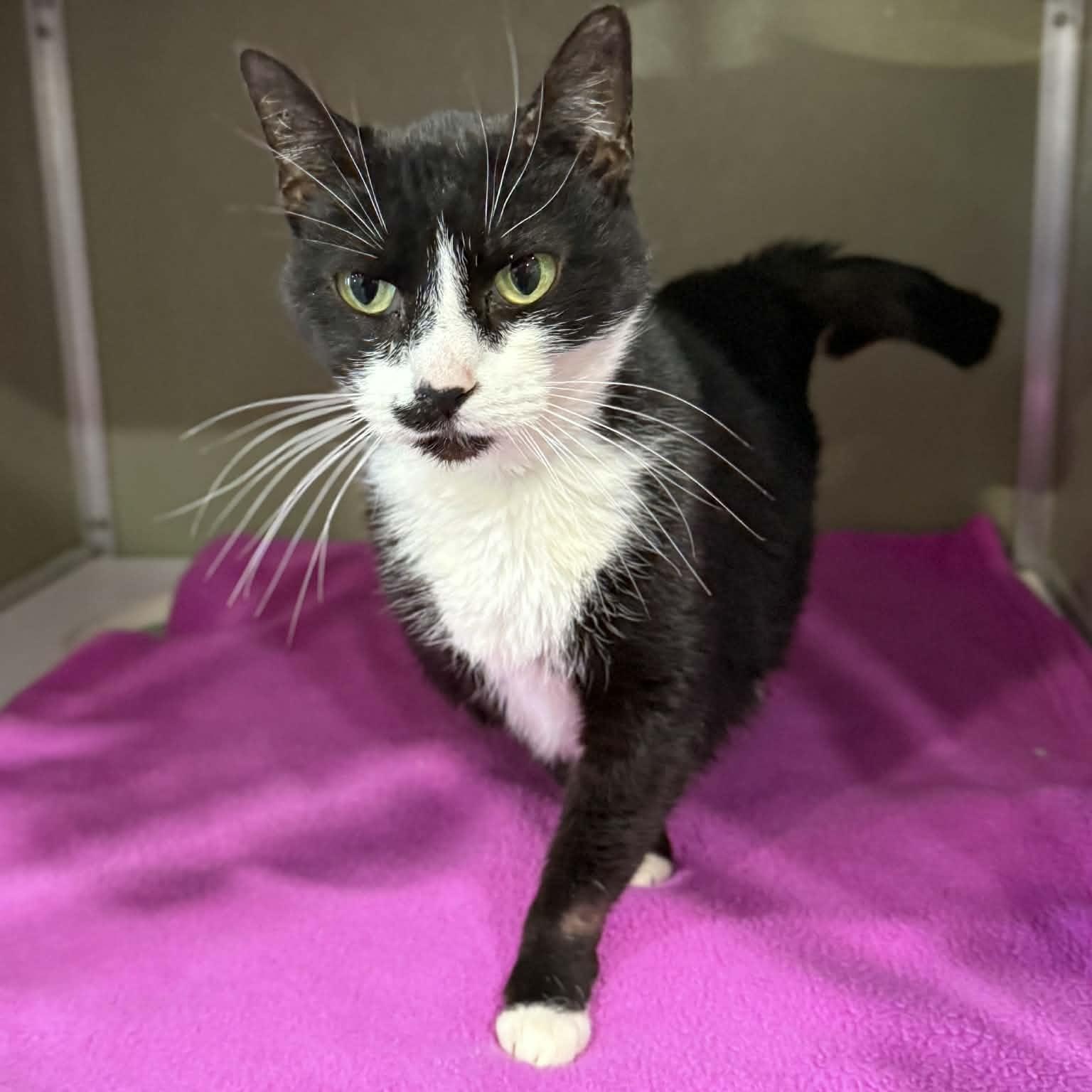 Enlarge Lorain, a ADOPTABLE mixed breed in Penn Yan, NY image 3/6