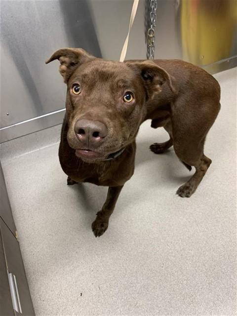 Enlarge RIVER, a Adoptable mixed breed in Fairbanks, AK image 1/1