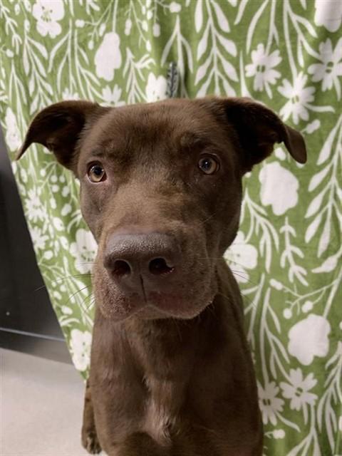 RIVER, Adoptable, Young Male Pit Bull Terrier & Mixed Breed.
