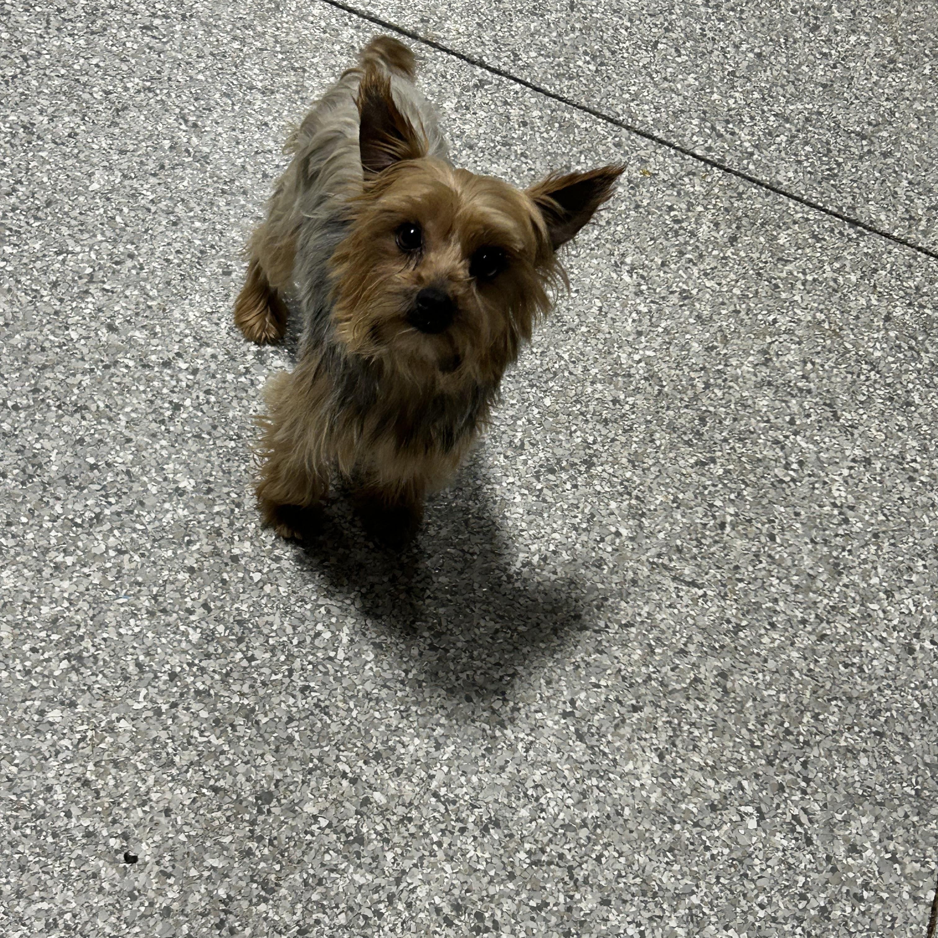 Sarah 5.8 lbs , Adoptable, Young Female Yorkshire Terrier.