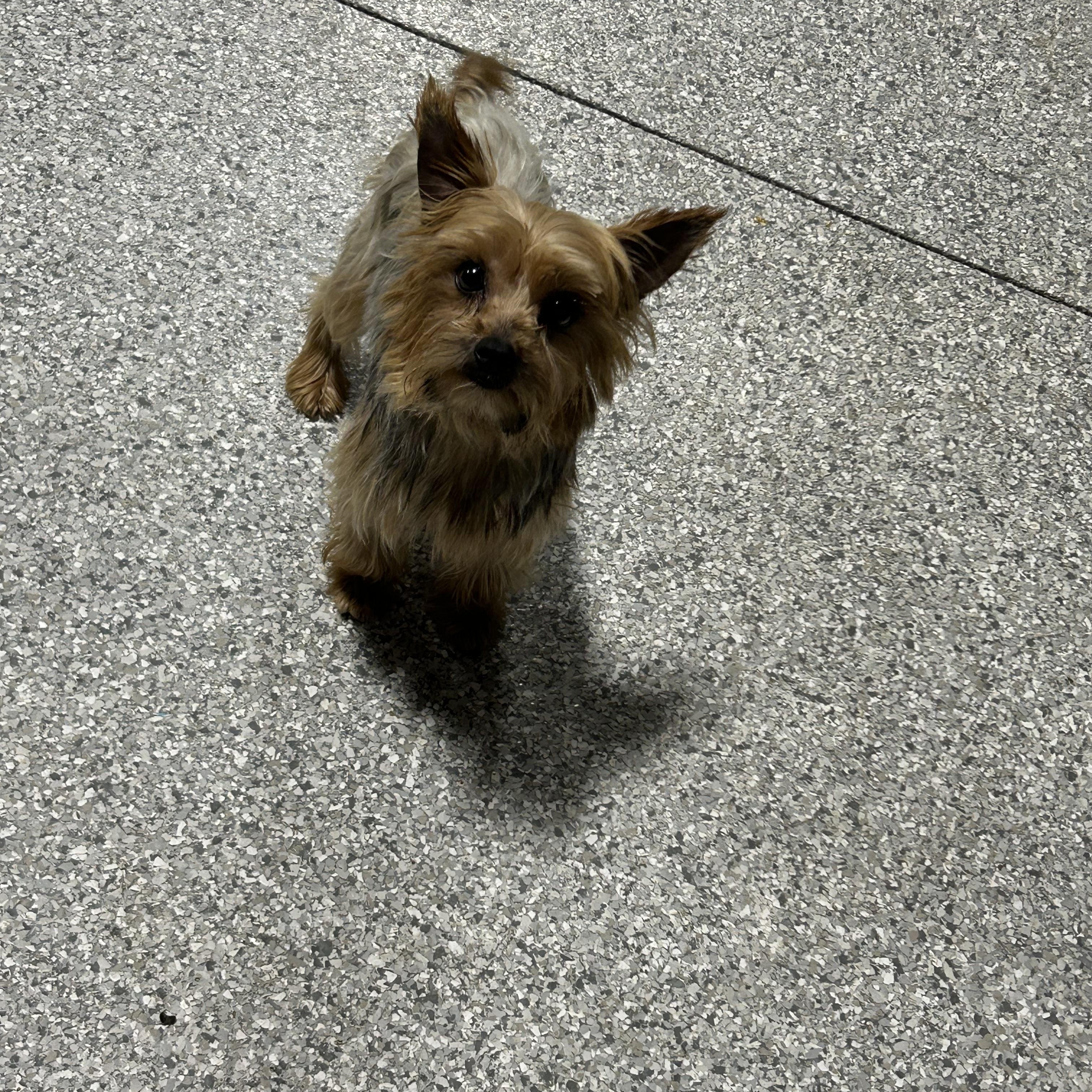 Enlarge Sarah 5.8 lbs , a Adoptable Yorkshire Terrier in Maumee , OH image 2/2