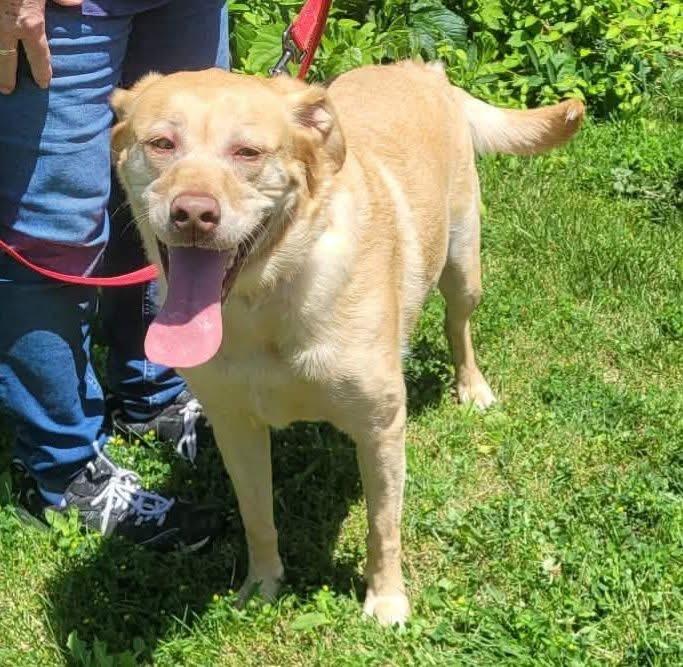 Enlarge Kaia, a ADOPTABLE Labrador Retriever in St. Clairsville, OH image 1/4